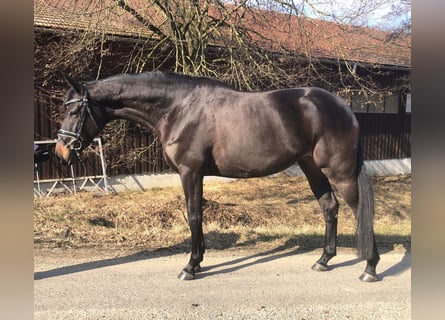 Trakehner, Jument, 5 Ans, 168 cm, Bai brun