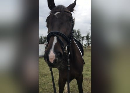 Trakehner, Jument, 5 Ans, 170 cm, Bai