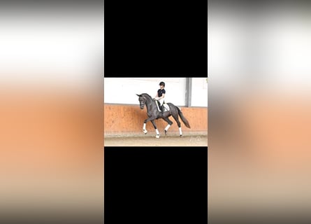 Trakehner, Jument, 5 Ans, 172 cm, Gris