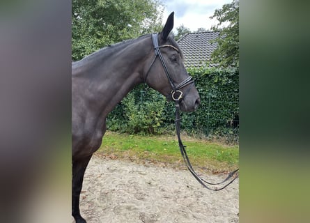 Trakehner, Jument, 5 Ans, 175 cm, Noir