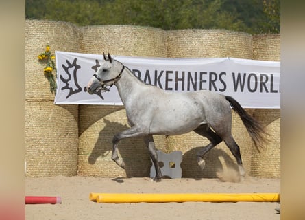 Trakehner, Jument, 6 Ans, 160 cm, Gris