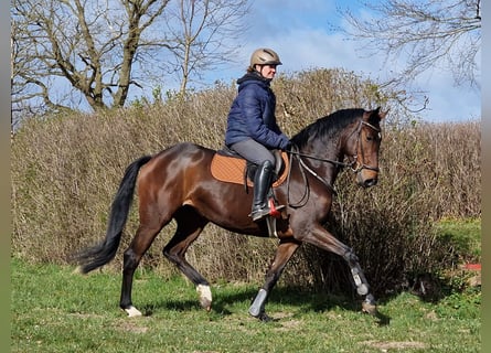 Trakehner, Jument, 6 Ans, 164 cm, Bai