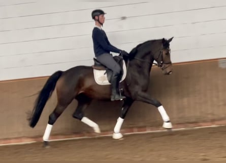 Trakehner, Jument, 6 Ans, 166 cm, Bai brun