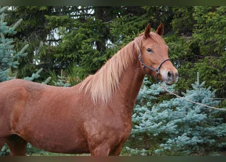 Trakehner, Jument, 6 Ans, 167 cm, Alezan