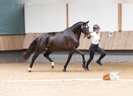 Trakehner, Jument, 6 Ans, 167 cm, Noir