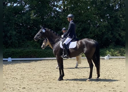 Trakehner, Jument, 6 Ans, 170 cm, Noir