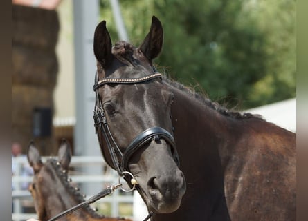 Trakehner, Jument, 6 Ans, Noir