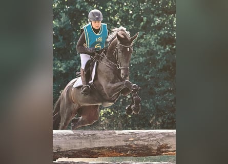 Trakehner, Jument, 7 Ans, 165 cm, Noir