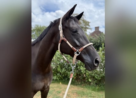 Trakehner, Jument, 7 Ans, 170 cm, Noir
