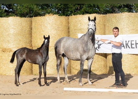 Trakehner, Jument, 8 Ans, 161 cm, Gris