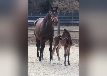 Trakehner, Jument, 8 Ans, 167 cm, Bai