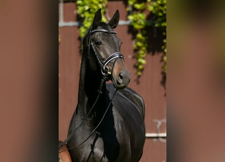 Trakehner, Jument, 8 Ans, 168 cm, Bai brun foncé