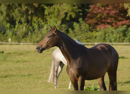 Trakehner, Jument, 9 Ans, Bai brun