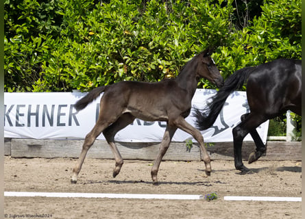 Trakehner, Jument, Poulain (03/2024), 168 cm, Noir