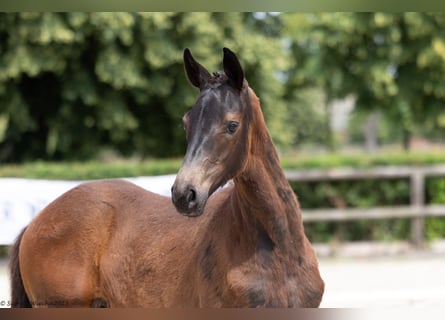 Trakehner, Jument, Poulain (03/2023), 168 cm, Noir