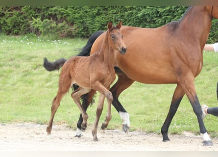 Trakehner, Jument, Poulain (04/2024), 170 cm, Bai brun