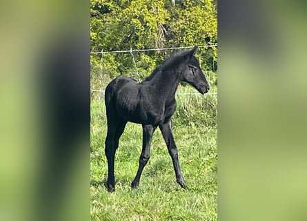 Trakehner, Jument, Poulain (04/2024), 170 cm, Gris noir