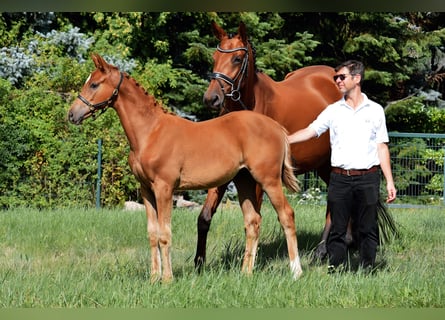 Trakehner, Jument, Poulain (04/2025), 172 cm, Alezan