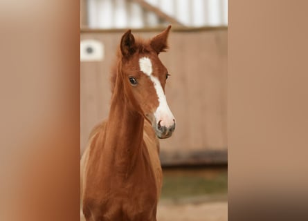 Trakehner, Jument, Poulain (04/2024), Alezan