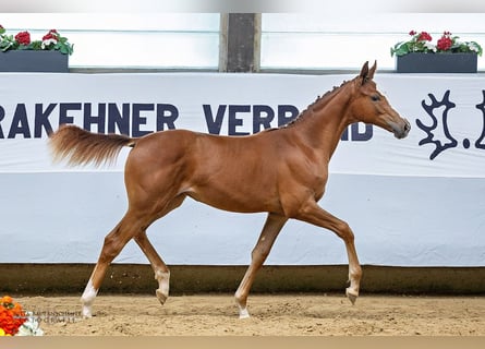 Trakehner, Jument, Poulain (03/2024), Alezan