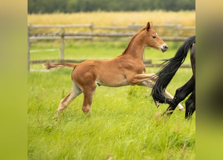 Trakehner, Jument, Poulain (05/2024), Alezan