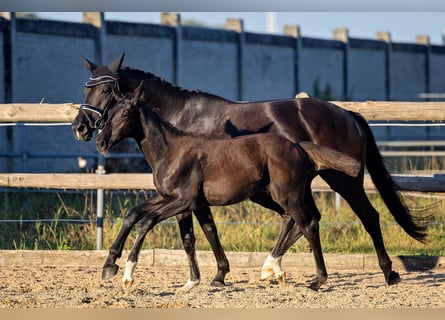 Trakehner, Jument, Poulain (04/2024), Bai brun foncé