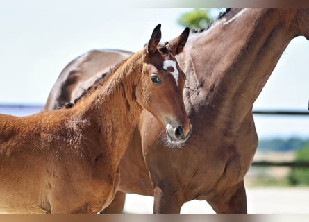Trakehner, Jument, Poulain (04/2026), Bai