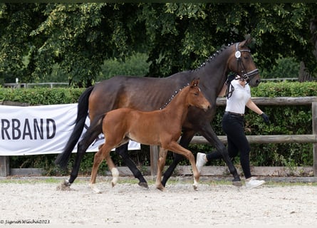 Trakehner, Jument, Poulain (05/2023), Bai