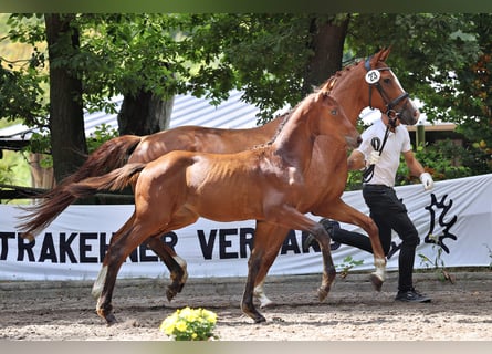 Trakehner, Jument, Poulain (04/2025), Bai
