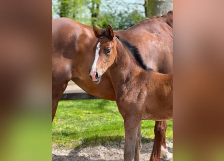 Trakehner, Jument, Poulain (04/2023), Bai