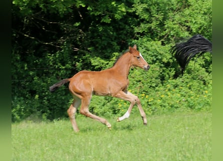 Trakehner, Jument, Poulain (04/2024), Bai