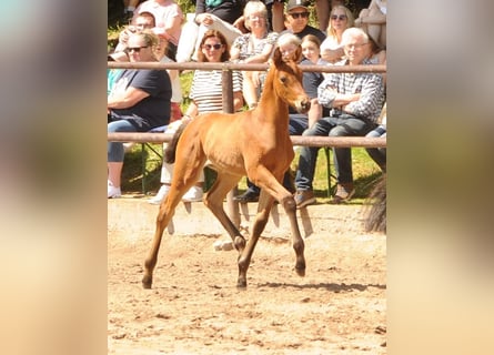 Trakehner, Jument, Poulain (04/2024), Bai