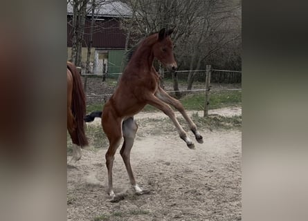 Trakehner, Jument, , Bai