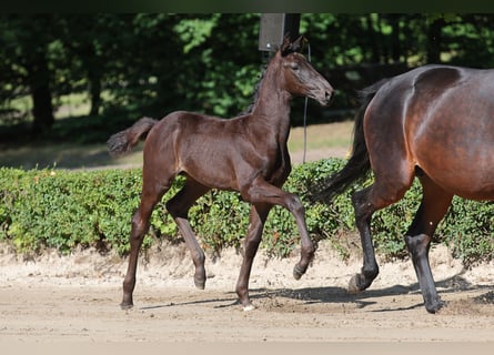 Trakehner, Jument, Poulain (04/2026)