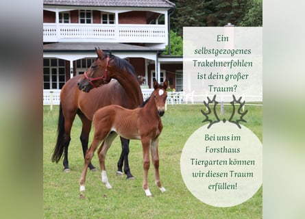 Trakehner, Jument, Poulain (01/2024)