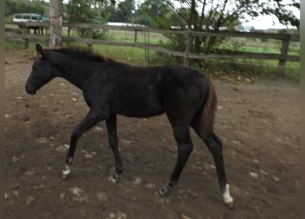 Trakehner, Jument, Poulain (06/2024), Noir