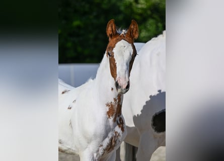 Trakehner, Jument, Poulain (02/2026), Pinto
