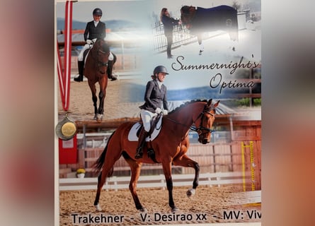 Trakehner, Mare, 10 years, 16 hh, Brown