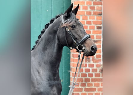 Trakehner, Mare, 12 years, 15,2 hh, Bay-Dark