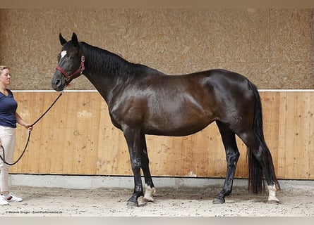 Trakehner, Mare, 12 years, 16.1 hh, Black
