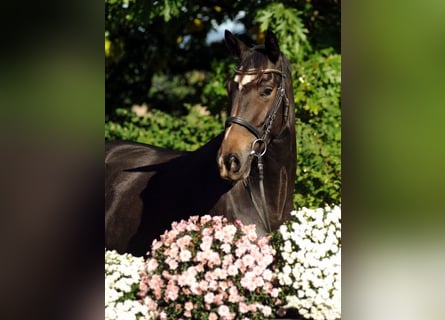 Trakehner, Mare, 12 years, 16.2 hh, Brown
