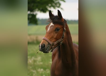 Trakehner, Mare, 12 years, Brown