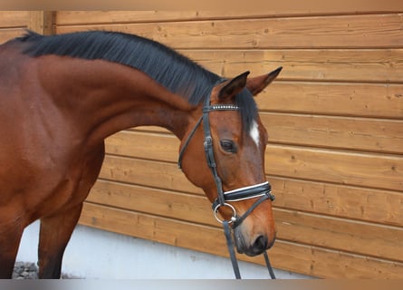 Trakehner, Mare, 13 years, 15,2 hh, Brown