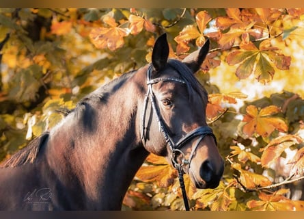 Trakehner, Mare, 13 years, 16.3 hh, Bay-Dark