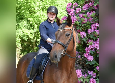 Trakehner, Mare, 13 years, 16.3 hh, Brown