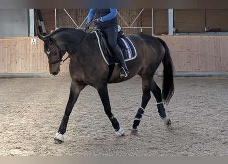 Trakehner, Mare, 13 years, 16 hh, Bay-Dark
