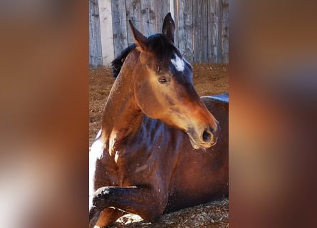 Trakehner, Mare, 13 years, 16 hh, Bay-Dark