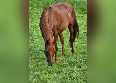 Trakehner Mix, Mare, 14 years, 15,2 hh, Chestnut