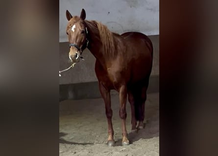 Trakehner Mix, Mare, 14 years, 15,2 hh, Chestnut