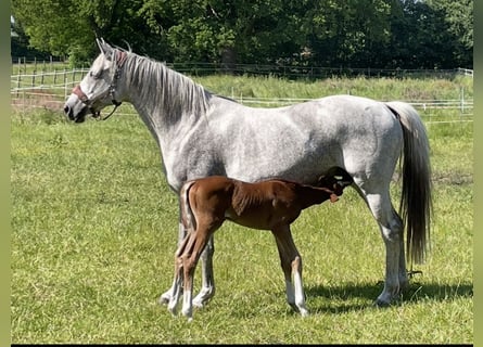 Trakehner, Mare, 14 years, 15,3 hh, Gray-Fleabitten